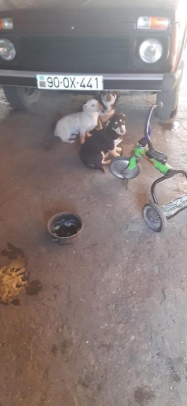 ekskavator satisi kreditle: Uşaq skuterinin gövdəsi və hissələri - Rəng: yaşıl-qara, sapı mavi - — 5