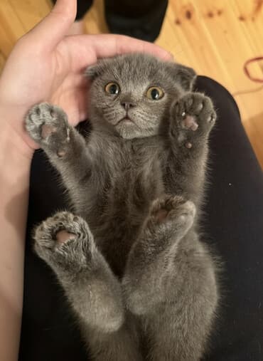 Şotland yastı qulaq, Dişi, Yaxşı əllərə, Ünvandan götürmə