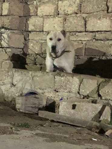 алабай в добрые руки: Məhsul: İt (böyük cins) Herkese salam 9 ayliq alabay erkeydi baxa — 4