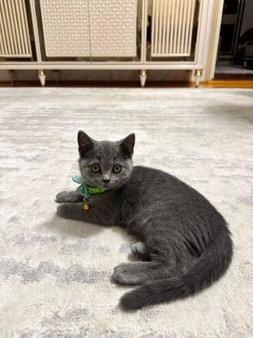 клетки для попугаев купить: Британская, Самец, Доставка в районы — 4