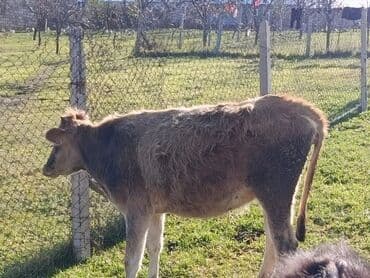 Birinci qarına boğaz düyə satılır ünvan Şamaxı vatsap 0503938685 lalafo.az -da Birinci qarına boğaz düyə satılır ünvan Şamaxı vatsap 0503938685