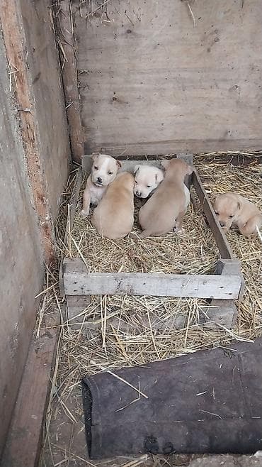 pişik oyuncağı: Pitbul — 4