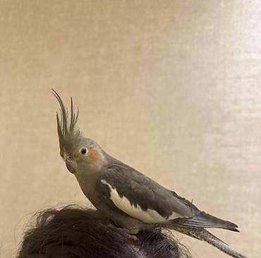 Попугаи: Nimfa tutuquşu (Cockatiel) — 1