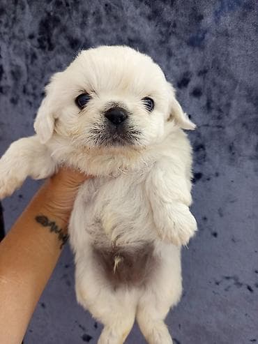 İtlər: Pekines — 8