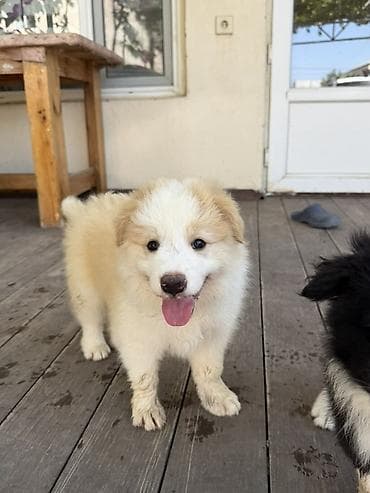 Heyvanın tipi, dog Cinsi border collie 2 aylıq baladır anasının lalafo.az -da Heyvanın tipi, dog Cinsi border collie 2 aylıq baladır anasının