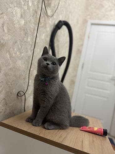 Britan, Erkək, Yaxşı əllərə