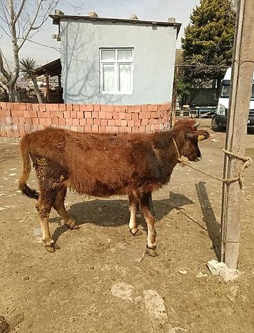 qiz it adlari: Dana, buzov — 1