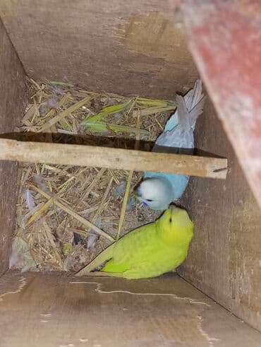 Pişiklər: Dalmaçı qayığı (nimfa/paraket) üçün yuvalama qutusu və cüt dalğıc — 2