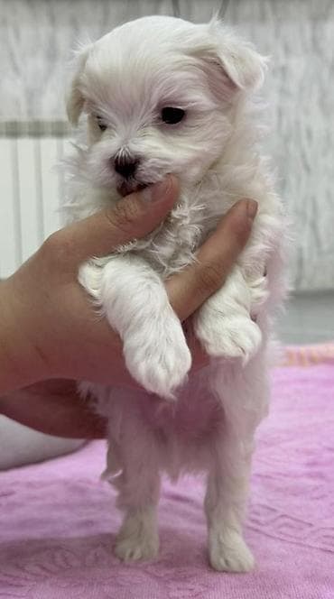 Digər heyvanlar: Malta bolonka — 9