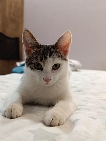 ev pişiklər: Yaxşı əllərə — 4