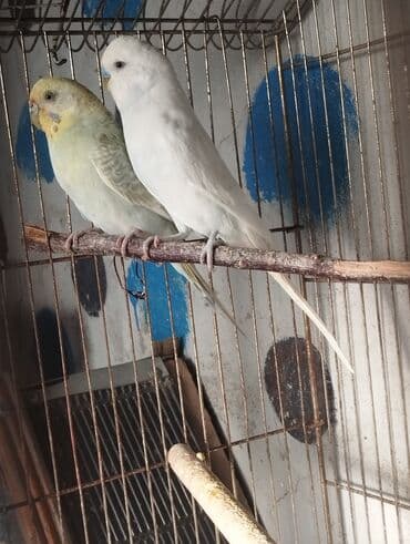 danisan quslar: Hazır cutlerdir yer isidir balata ela bacirlar Real alicilar narahat — 1