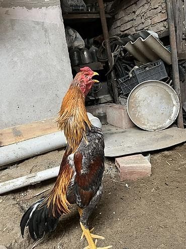 Aprel boş bekarlar narhat edmesın