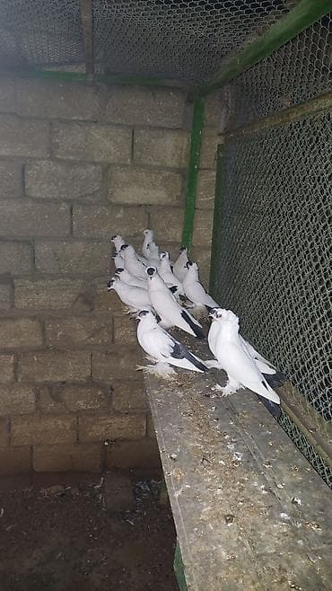 dekarativ quslar: Ağ rəngdə dekorativ göyərçinlər – saqqallı/çıtlı (başında çiçəkvari — 8