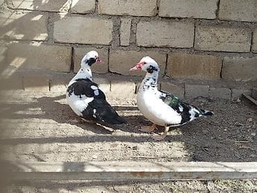 Другие животные: Saglamdilar hamis satilir qiymet danisariq — 2