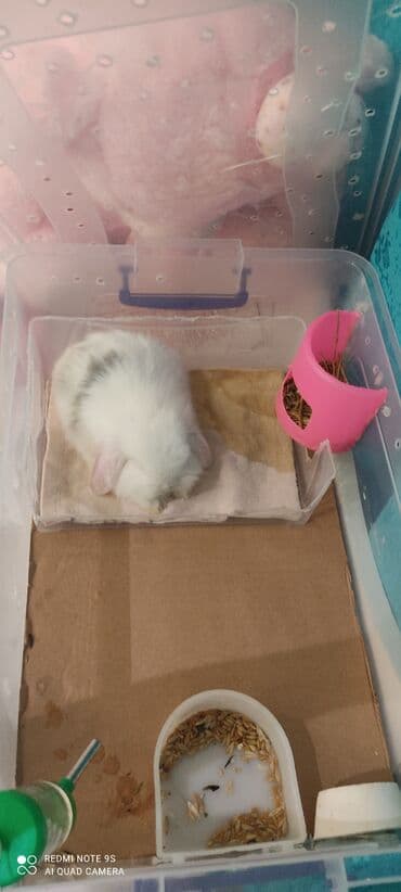 Inəklər, öküzlər: Gördüyunuz dovsan disidr 3ayliqdir tam sağlamdır alergiyam olduğu ucun — 2