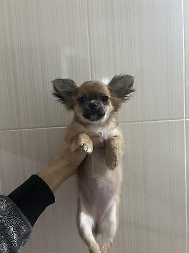 pitbull balaları: Çixuahua, 3 ay, Dişi, Peyvəndli, Ödənişli çatdırılma — 3