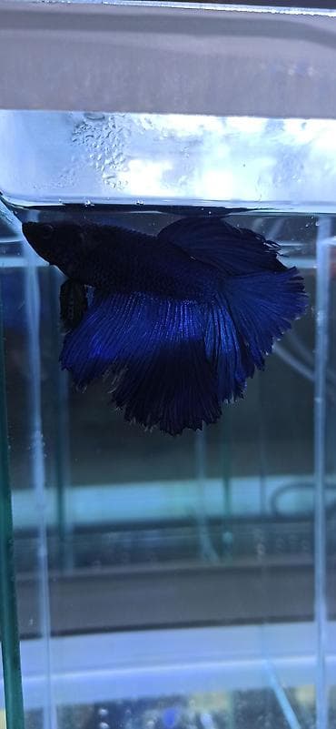 akvarium: Betta (Petuşok balığı), Ünvandan götürmə — 10