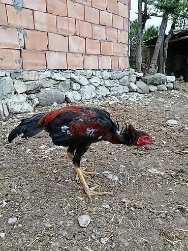 yumru akvarium satisi: Məhsul: Cins xoruz (uzunayaqlı, sərt bədən quruluşlu) Təsvir: - Rəng — 1