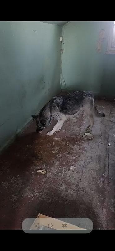 ov itleri satisi: Afcarka ve balaları satılır isdeyen olsa vapçatda yazsın 0507613355 — 3