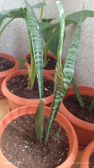 otaq bitkilərinin adları: 6 eded dicəkdə hazir vezyetde gul satilir catrlma daxil qiymet Ev — 4