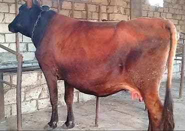 Коровы, быки: Ətlik İneydi Real alcısansa zeng ele — 1