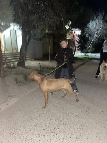 dosan sekili: Pitbul, 2 il, Dişi, Sənədli, Ünvandan götürmə — 3