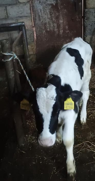 Buzov 1 ayliqdi diwidi — 4