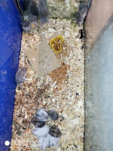 gəmiricilər: Cunqariki cunqariklar cunqarskie xamyaki ev sicanı əl xamyakı hamster — 3