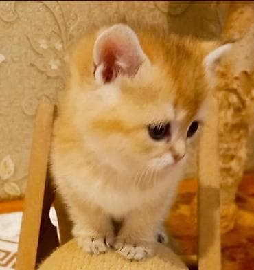 pisik paltari: Britan, Erkək, Yaxşı əllərə, Ünvandan götürmə — 2