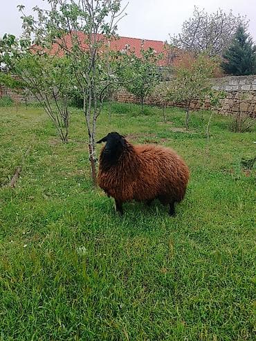 qara toyuq: Dişi, il: 3, Damazlıq — 2