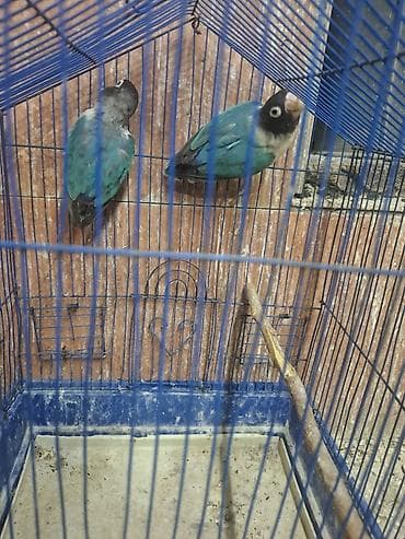 Popugay mayadi fişer