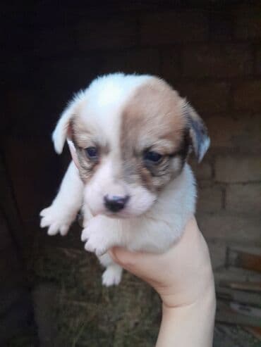 cibus itleri: Zvonok, 1 ay, Dişi, Ünvandan götürmə — 10