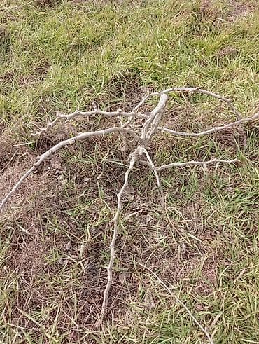 ev eşyalarl: Satılır. Bakı üzüm sarı . birde nar ağacı . ikisidə şit torpaq — 6