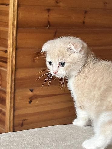 şirin pişiklər: Britan, Erkək — 3