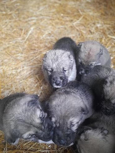 heyvanlar və balaları: Peyvəndli — 2