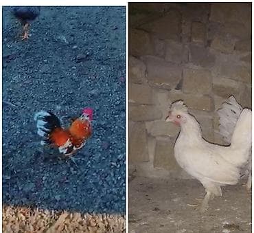 Xoruz, il: 1, Ödənişli çatdırılma