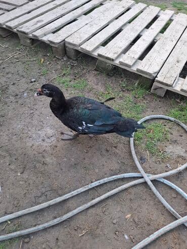 sort qazlar: Musk ördəkləri (hind ördəyi) satılır. Xüsusiyyətlər:her sort var lal — 6