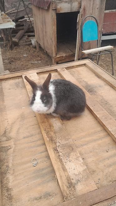 cunqarik qəfəsi: Ev dovşanı – qara‑ağ rəngli, uzunqulaq, yumşaq tüklü - Növ: dekorativ — 4