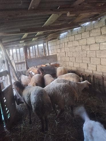 jersey cinsi: Qoyun sürüsü – 9 baş Məhsul təsviri: - Fotoşəkillərdə göstərilən ailə — 5