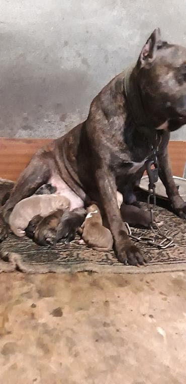 barter itle: Pitbul — 3