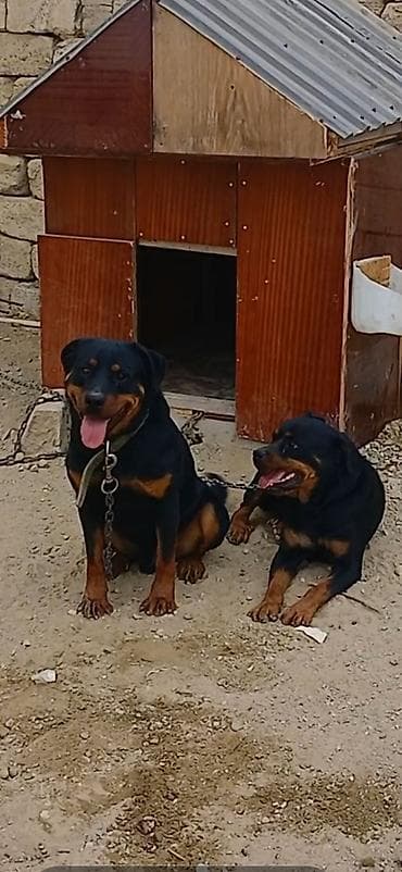 toy pudel satilir: Rotveyler, Peyvəndli — 7