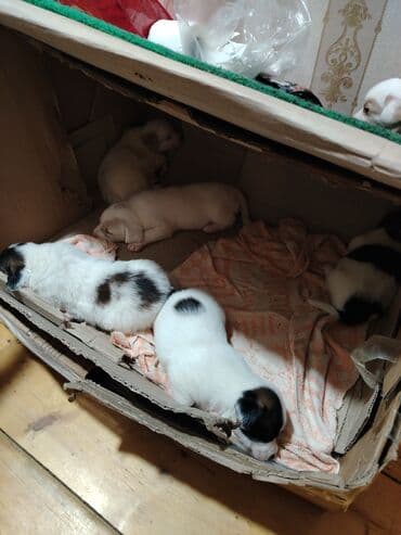 Simulator lalafo.az -da Simulator