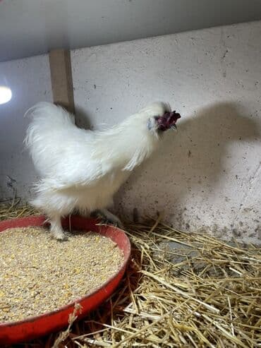 3 toyuq 3 gune 3 yumurta: Toyuq, Damazlıq, Ünvandan götürmə — 8