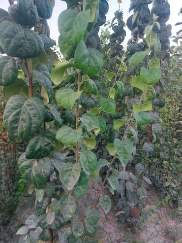 Çöl bitkiləri: Satış: armud ağacı tingləri - Növ: armud (şirin və ətirli meyvəli — 2