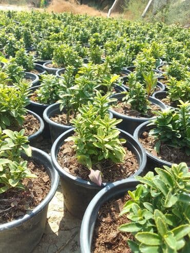 Digər bitkilər: Şimşad bitkisi bağlar, parklar və landşaft dizaynında geniş istifadə — 4