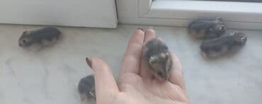 питомники собак в баку: Xamyak (cunqarik balaları) 1 aylıqdılar, ələ tam öyrəşdirilib — 3