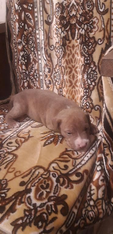 ağ haski: Pitbul — 2