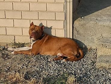 barter itle: Pitbul, 2 il, Erkek, Peyvəndli, Ünvandan götürmə — 2