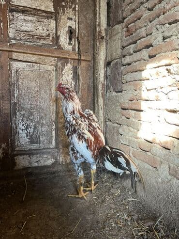 K/t heyvanları və malları: 7 ayna təzə keçib təzə təzə ban verir probu yoxdu real alıcıyla — 5