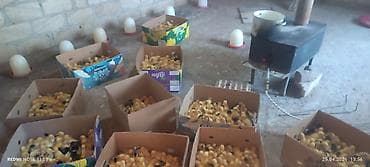 Satılır: ördək sürüsü - Növ: ağırlıqlı olaraq ağ və açıq rəngli yerli